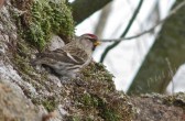 carduelis_flammea_flammea_c.jpg